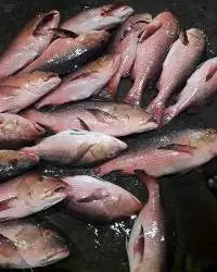Red Snapper Indian Origin