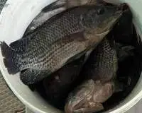 Blueprotein - High Nutrient Tilapia Fish