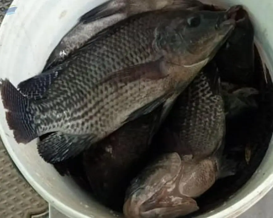 Blueprotein - High Nutrient Tilapia Fish