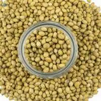Coriander