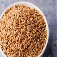 Wheat