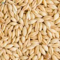 Barley