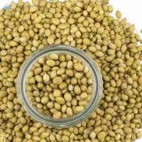 Coriander