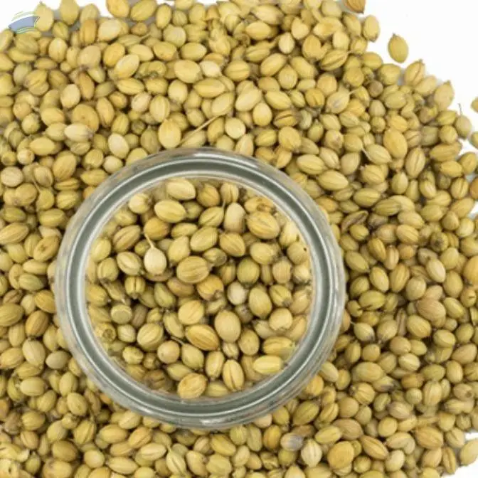 Coriander