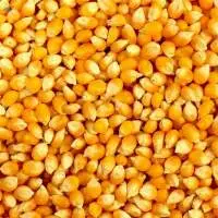 Yellow Corn