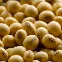 Soybean