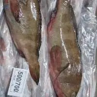 Frozen Reefcod