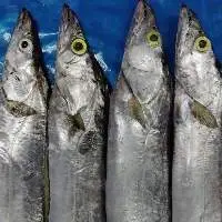 Frozen Ribbon Fish