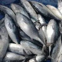Frozen Bonito Tuna WR