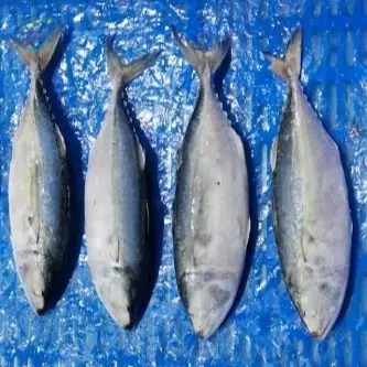 Frozen Indian Mackerel