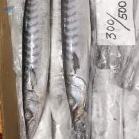Frozen Barracuda Whole