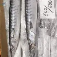 Frozen Barracuda Whole