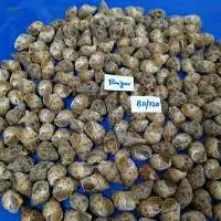 Frozen Baigai Whole