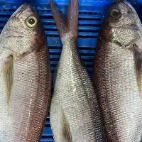 Frozen White Snapper Whole