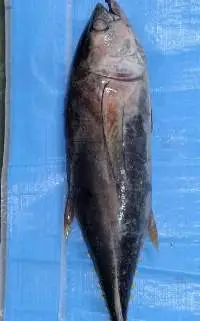 Frozen Yellowfin Tuna
