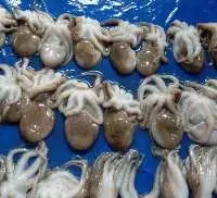 Frozen Whole Octopus