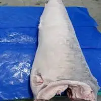Frozen Sword fish HGT