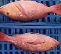 Frozen Red Snapper Whole