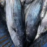 Frozen Skip Jack Tuna