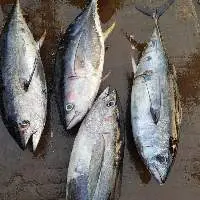 Frozen Yellow Fin Tuna