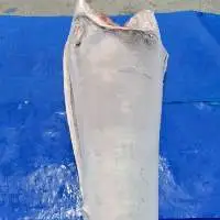 Sword Fish HGT