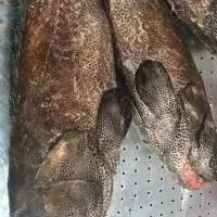 Frozen Spotted Grouper