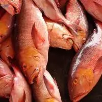 Red snapper whole