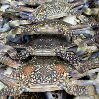 Blue swimming crab