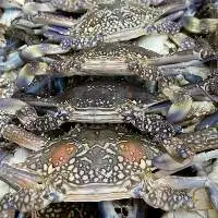 Blue swimming crab