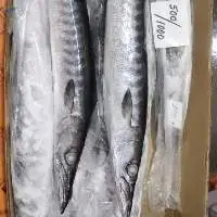 Frozen Barracuda WR