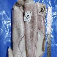 Loligo Squid Whole