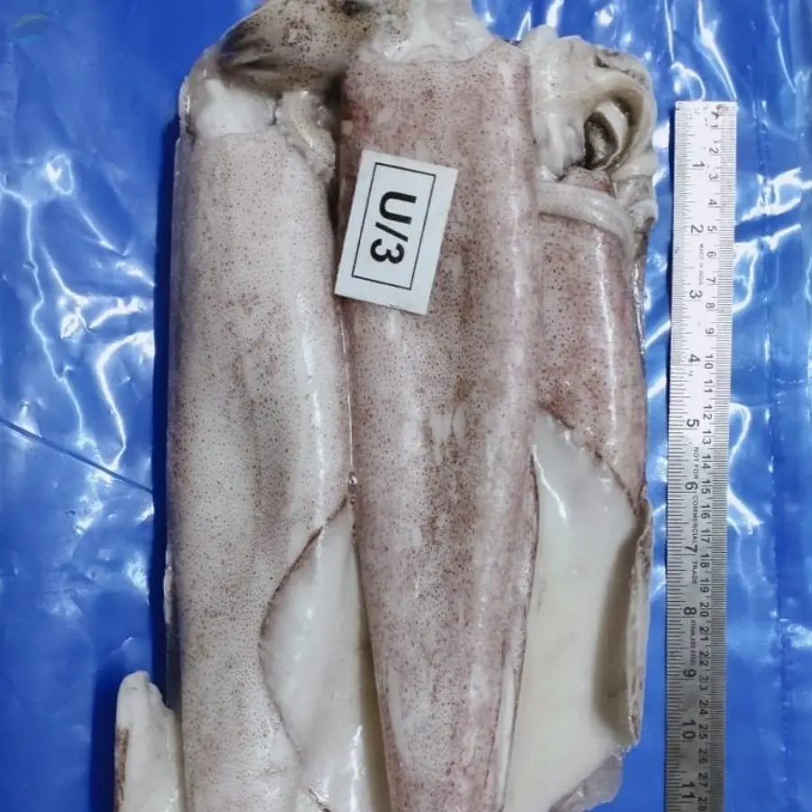 Loligo Squid Whole
