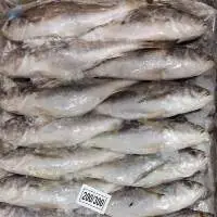 Frozen Silver Croaker