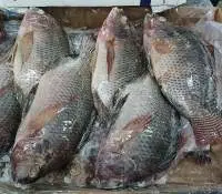 Frozen Tilapia