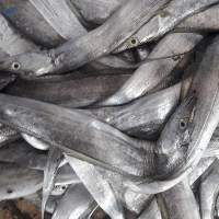 Frozen Ribbon Fish Whole