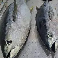 Frozen Yellowfin Tuna WR