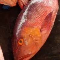 Frozen Red Snapper Whole