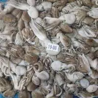 Frozen Octopus whole "A"