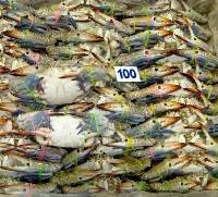 Blue Swim Crab