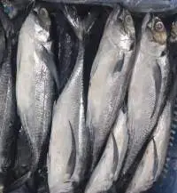 Frozen Horse mackerel