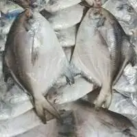 Frozen Silver Pomfret