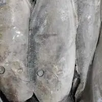 Frozen Fish