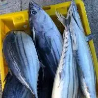 Frozen Skipjack Tuna