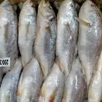 Frozen Silver croaker