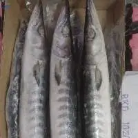 Frozen Barracuda Whole (Sphyraena Jello)