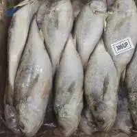 Frozen Silver Croaker Whole