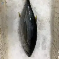 Baby Yellowfin Tuna WR