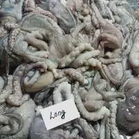 Frozen Whole Round Octopus (Long Arm )