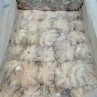 Frozen Gutted Octopus