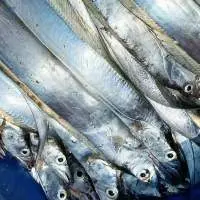 Ribbon Fish Whole Round